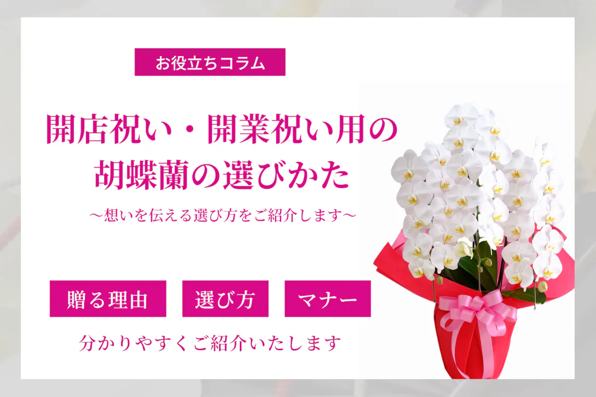開店祝い・開業祝いに胡蝶蘭が選ばれる理由とは~想いを伝える選び方をご紹介します~|胡蝶蘭ギフト.com