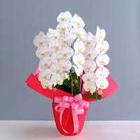 【お祝い】白大輪 3本立（スタンダード）